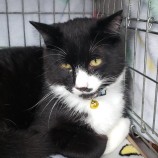 2023年5月7日守谷店に参加する一般社団法人にゃんこの大冒険の保護猫050708