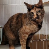 2023年5月7日守谷店に参加する一般社団法人にゃんこの大冒険の保護猫050710