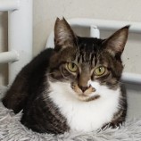 2023年5月28日小山店に参加するにゃんこの大冒険の保護猫052801