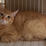 2023年5月28日小山店に参加するにゃんこの大冒険の保護猫052802