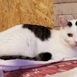 2023年5月28日小山店に参加するにゃんこの大冒険の保護猫052803