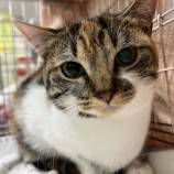 2023年5月28日小山店に参加するにゃんこの大冒険の保護猫052805