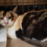 2023年5月28日小山店に参加するにゃんこの大冒険の保護猫052806