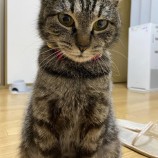 2023年6月18日千代田店に参加するSONA DORASの保護猫21