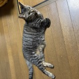 2023年6月18日君津店に参加する猫レンジャーの保護猫17