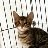 2023年6月24日君津店に参加する富津ねこネットの保護猫12