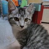 2023年7月2日君津店に参加する猫レンジャーの保護猫03