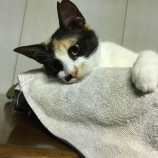 2023年7月2日君津店に参加する猫レンジャーの保護猫10