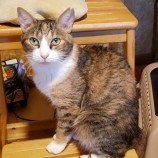 2023年7月2日守谷店に参加するにゃんこの大冒険の保護猫02