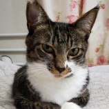 2023年7月2日守谷店に参加するにゃんこの大冒険の保護猫03