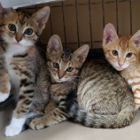 2023年7月2日守谷店に参加するにゃんこの大冒険の保護猫07