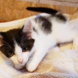 2023年7月2日守谷店に参加するにゃんこの大冒険の保護猫08