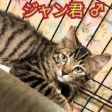 2023年7月9日荒川沖店に参加するTeam.ホーリーキャットの保護猫12