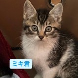 2023年7月19日荒川沖店に参加する茨城さくらねこの会の保護猫16
