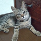 2023年7月23日千葉店に参加するねこけん千葉支部の保護猫15