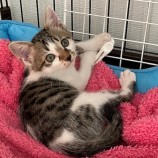 2023年7月9日ひたちなか店に参加するネコスぺ事務局の保護猫01