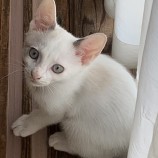 2023年7月9日ひたちなか店に参加するネコスぺ事務局の保護猫02