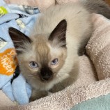 2023年7月9日ひたちなか店に参加するネコスぺ事務局の保護猫03