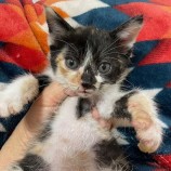 2023年7月9日ひたちなか店に参加するネコスぺ事務局の保護猫06