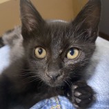 2023年7月9日ひたちなか店に参加するネコスぺ事務局の保護猫08