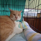 2023年7月9日ひたちなか店に参加するネコスぺ事務局の保護猫09