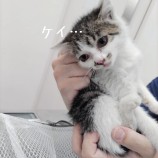 2023年7月9日ひたちなか店に参加するネコスぺ事務局の保護猫10