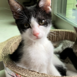 2023年7月9日ひたちなか店に参加するネコスぺ事務局の保護猫11