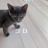 2023年7月9日ひたちなか店に参加するネコスぺ事務局の保護猫12