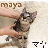 2023年7月9日ひたちなか店に参加するネコスぺ事務局の保護猫13