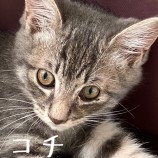 2023年7月9日ひたちなか店に参加するネコスぺ事務局の保護猫14