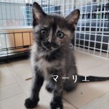 2023年7月9日ひたちなか店に参加するネコスぺ事務局の保護猫16