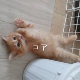 2023年7月9日ひたちなか店に参加するネコスぺ事務局の保護猫17