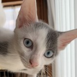 2023年7月9日ひたちなか店に参加するネコスぺ事務局の保護猫19