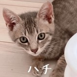 2023年7月9日ひたちなか店に参加するネコスぺ事務局の保護猫20