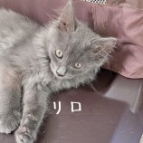 2023年7月9日ひたちなか店に参加するネコスぺ事務局の保護猫21