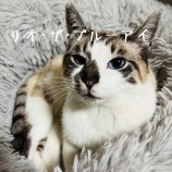 2023年7月9日ひたちなか店に参加するネコスぺ事務局の保護猫23