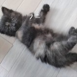 2023年7月9日ひたちなか店に参加するネコスぺ事務局の保護猫24