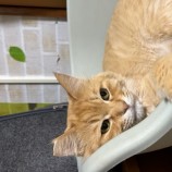 2023年7月23日瑞穂店に参加するまたたび家の保護猫02