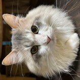 2023年7月23日瑞穂店に参加するまたたび家の保護猫03