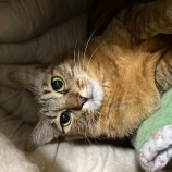 2023年7月23日瑞穂店に参加するまたたび家の保護猫04