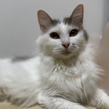 2023年7月23日瑞穂店に参加するまたたび家の保護猫08