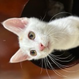 2023年7月23日瑞穂店に参加するまたたび家の保護猫09