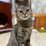 2023年7月23日瑞穂店に参加するまたたび家の保護猫10