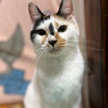 2023年7月23日瑞穂店に参加するまたたび家の保護猫11