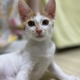 2023年7月23日瑞穂店に参加するまたたび家の保護猫12