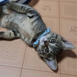 2023年7月23日瑞穂店に参加するまたたび家の保護猫13