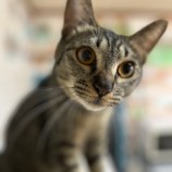 2023年7月23日瑞穂店に参加するまたたび家の保護猫15