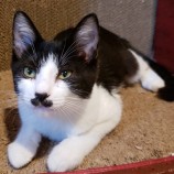 2023年8月20日古河店に参加するにゃんこの大冒険の保護猫08