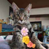 2023年8月13日荒川沖店に参加するTeam.ホーリーキャットの保護猫01