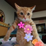 2023年8月13日荒川沖店に参加するTeam.ホーリーキャットの保護猫02